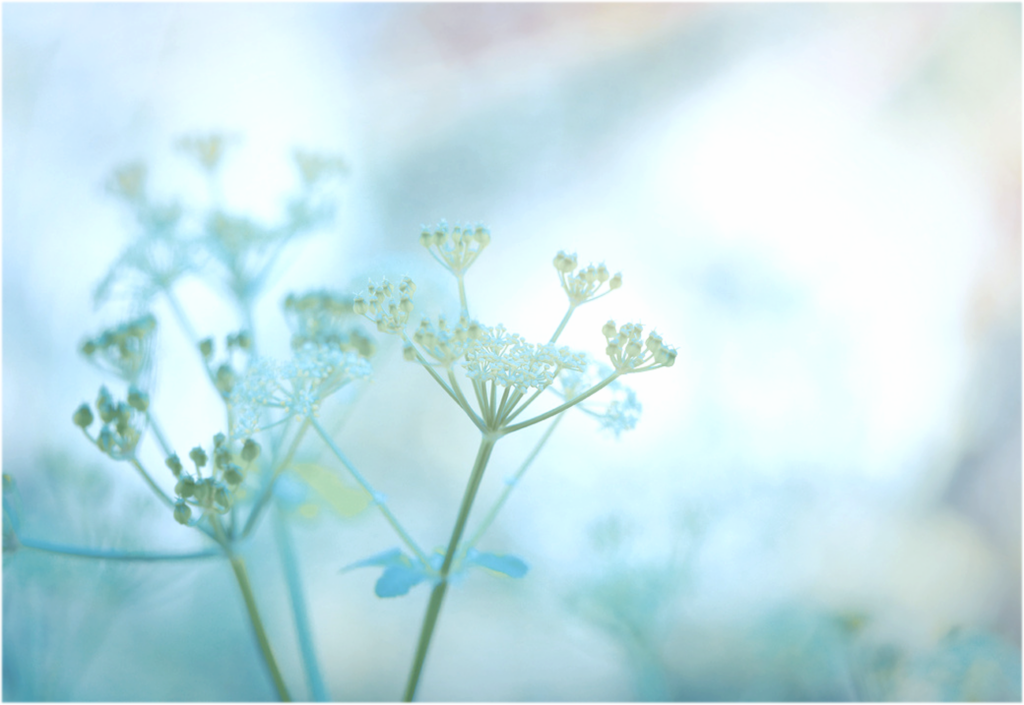 やわらかくぼかされた青い背景の中で、繊細な植物が静かに広がっている様子