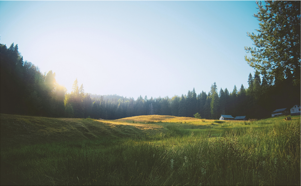 やわらかな光が差し込む森の風景。安心して過ごせる場が整うことで、人と人との関係がやわらかく広がっていく様子を表現。